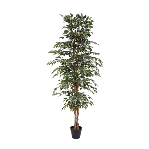 "Künstliche Ficus benjamina variegata - 205cm image"