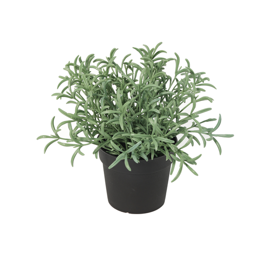 "Künstliches Helichrysum italicum - 18cm image"