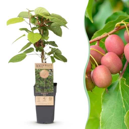"Fruchtpflanze - Actinidia arguta Weiki - Kiwi-Pflanze - Männlich - Rote - Lila Früchte - 1 Pflanze - Topf 15cm - Höhe 50cm image"