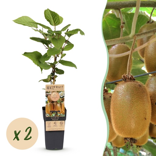 "Fruit plant - Actinidia deliciosa Hayward - Kiwi plant - Female - Green Fruit - 2 Plants - Pot 15cm - Height 50cm image"