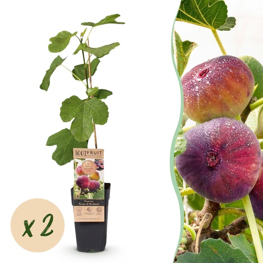 "Fruit Plant - Ficus carica Rouge de Bordeaux - Fig Tree - Winter Hardy - Purple Fruit - 2 Plants - Pot 15cm - Height 50cm image"