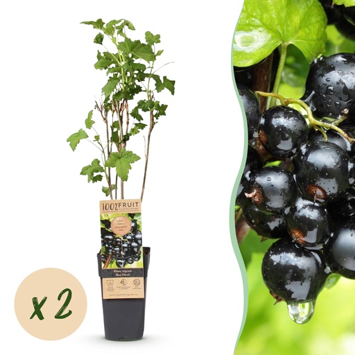 "Fruit plant - Ribes nigrum Ben Nevis - Berry plant - Winter hardy - Blackcurrant - 2 Plants - Pot 15cm - Height 50cm image"