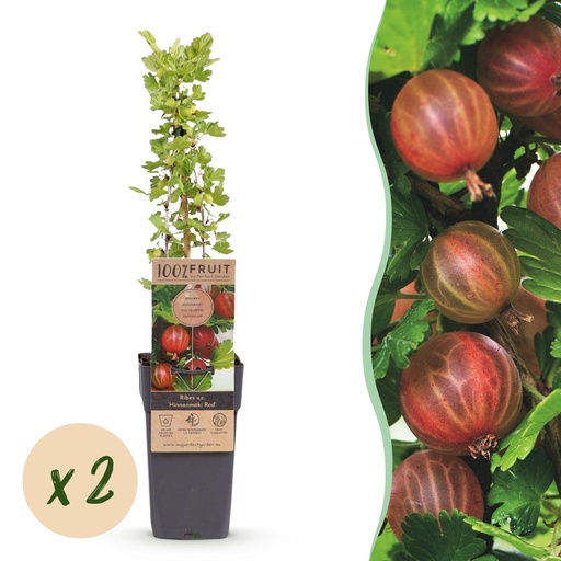 "Fruit Plant - Ribes uva-crispa Hinnonmäki Röd - Gooseberry - Hardy - Red Currant - 2 Plants - Pot 15cm - Height 50cm image"