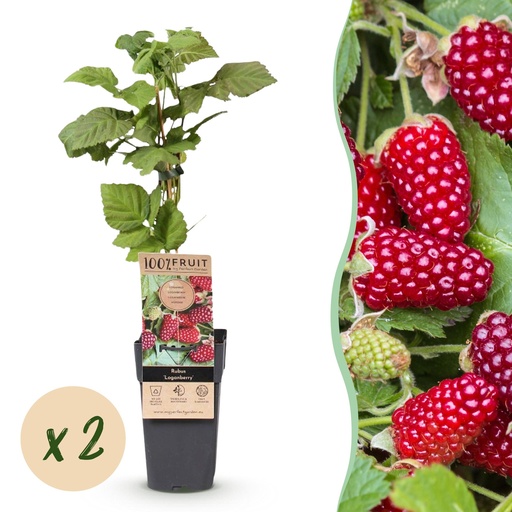 "Fruit Plant - Rubus Thornless Loganberry - Thornless Raspberry - Hardy - Red Fruit - 2 Plants - Pot 15cm - Height 50cm image"