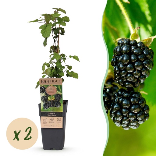 "Fruit Plant - Rubus fruticosus Black Satin - Blackberry Plant - Hardy - Black Raspberry - 2 Plants - Pot 15cm - Height 50cm image"