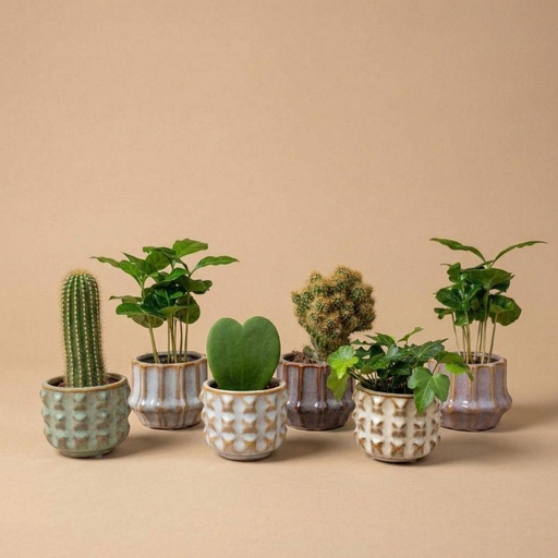 "Pflanzen set von 6 mit topf set San Juan - Kaktus mix - Ø 6 cm image"