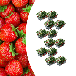Erdbeeren – 12× 6er-Pack (Fragaria) – 72 Pflanzen – 100 % biologisch
