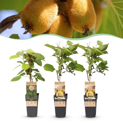 "Obstpflanze - Actinidia Weiki & Golden Kiwi - Kiwi-Pflanze - 1 Männlich - 2 Weiblich - Pflanzen - Gelb - Topf 15cm - Höhe 50cm image"