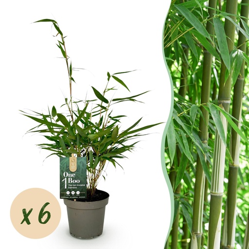 "Bambus - Fargesia robusta Pingwu - Immergrün - Nicht invasive - Grün - 6 Pflanzen - Topf 14cm - Höhe 35cm image"