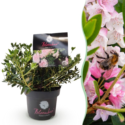 "Zwerg-Rhododendron - Rhododendron Bloombux Licht Pink - Blühender Buxus - Wenig Pflege - Helle Rosa Blüte - 1 Pflanze - Topf 17 cm - Höhe 30-40 cm image"