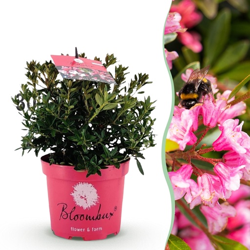 "Zwerg Rhododendron - Rhododendron Bloombux Magenta - Blühender Buxus - Geringer Pflegeaufwand - Rosa Blüte - 1 Pflanze - Topf 17cm - Höhe 30-40cm image"