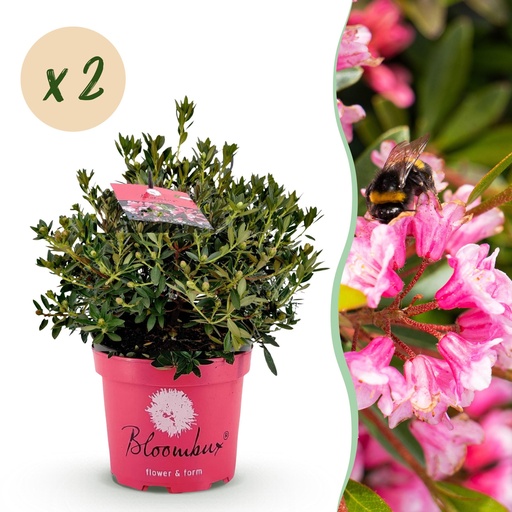 "Zwerg-Rhododendron - Rhododendron Bloombux Magenta - Blühende Buxus - Wenig Pflege - Rosa Blüte - 2 Pflanzen - Topf 23cm - Höhe 45-55cm image"