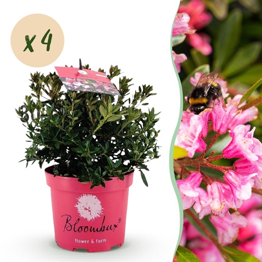 "Zwerg-Rhododendron - Rhododendron Bloombux Magenta - Blühender Buchsbaum - Geringer Pflegeaufwand - Rosa Blüte - 4 Pflanzen - Topf 17cm - Höhe 30-40cm image"