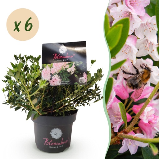 "Zwerg-Rhododendron - Rhododendron Bloombux Light Pink - Blühender Buxus - Wenig Pflege - Hellrosa Blüte - 6 Pflanzen - Topf 17cm - Höhe 30-40cm image"