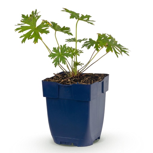 "Stauden - Geranium Johnson's Blue - Storchschnabel - Bodendecker - Blau - 1 Pflanze - Topf 11cm - Höhe 15-25cm image"