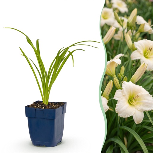 "Stauden - Hemerocallis Arctic Snow - Taglilie - Bienen und Schmetterlingsanzieher - Creme - 1 Pflanze - Topf 11cm - Höhe 15-25cm image"