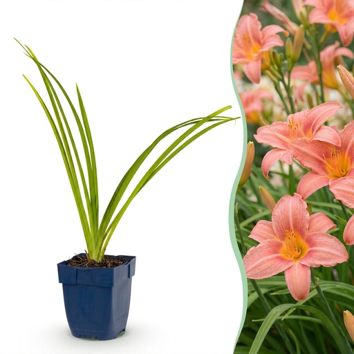"Staude - Hemerocallis Pink Damask - Taglilie - Bienen- und Schmetterlingsliebhaber - Rosa - 1 Pflanze - Topf 11cm - Höhe 15-25cm image"