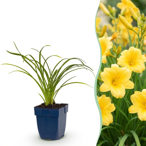 "Stauden - Hemerocallis Stella d'Oro - Tagetes - Bienen- und Schmetterlingsanzieher - Gelb - 1 Pflanze - Topf 11cm - Höhe 15-25cm image"