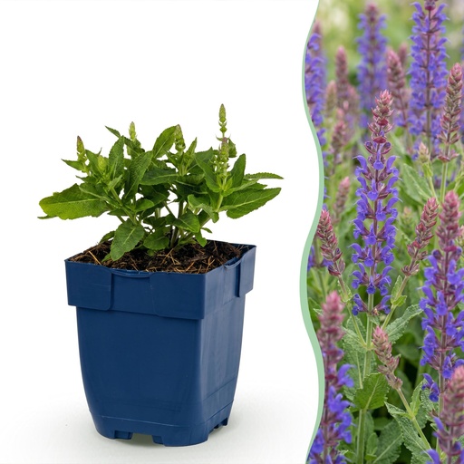 "Stauden - Salvia nem. Sense Deepl Blue - Salbei - Bienen- und Schmetterlingsanwerfer - Lila - 1 Pflanze - Topf 11cm - Höhe 15-25cm image"