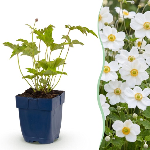 "Perennial - Anemone hybr. Hon. Jobert - Autumn Anemone - Shade - White - 3 Plants - Pot 11cm - Height 15-25cm image"