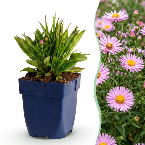 "Perennial - Aster Wood's Pink - Spirea - Bee and Butterfly Attractors - Pink - 3 Plants - Pot 11cm - Height 15-25cm image"
