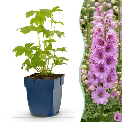 "Perennial - Delphinium (P) Astolat - Larkspur - Bee and Butterfly Attractors - Pink - 3 Plants - Pot 11cm - Height 15-25cm image"