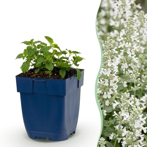 "Perennial - Nepeta faassenii Snowflake - Catnip - Bee and Butterfly Attractors - White - 3 Plants - Pot 11cm - Height 15-25cm image"