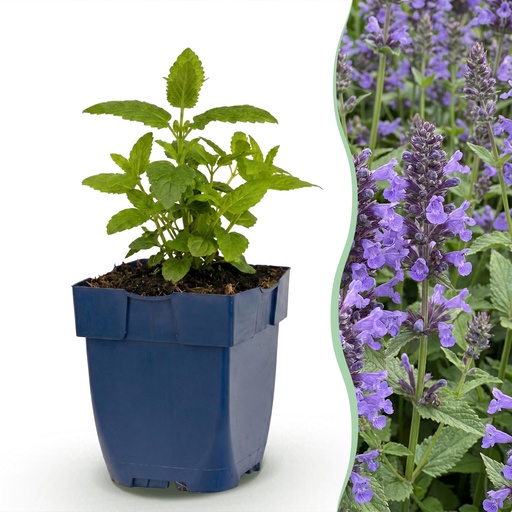 "Perennial - Nepeta nerv. Neptune - Catnip - Bee and Butterfly Attractors - Purple - 3 Plants - Pot 11cm - Height 15-25cm image"