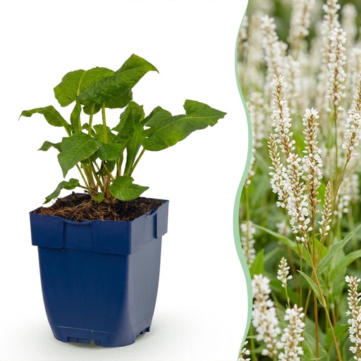 "Perennial - Persicaria ampl. Alba - Knotweed - Shade - White - 3 Plants - Pot 11cm - Height 15-25cm image"