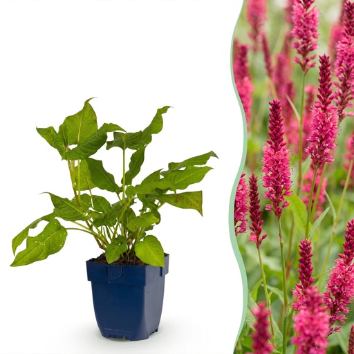 "Perennial - Persicaria amplexicaulis - Knotweed - Shade - Red - 3 Plants - Pot 11cm - Height 15-25cm image"