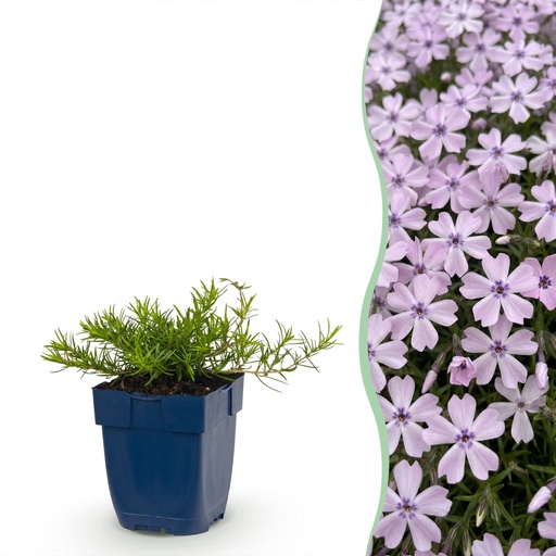 "Perennial - Phlox Benita - Flame Flower - Ground Covering - Blue - 3 Plants - Pot 11cm - Height 15-25cm image"