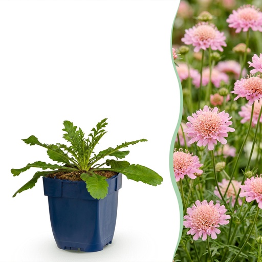 "Perennial - Scabiosa col. Pink Mist - Pigeon Herb - Bee and Butterfly Attractors - Pink - 3 Plants - Pot 11cm - Height 15-25cm image"