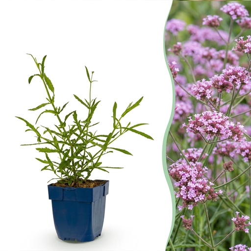 "Perennial - Verbena bonariensis Lollipop - Ironweed - Bee and Butterfly Attractors - Purple - 3 Plants - Pot 11cm - Height 15-25cm image"