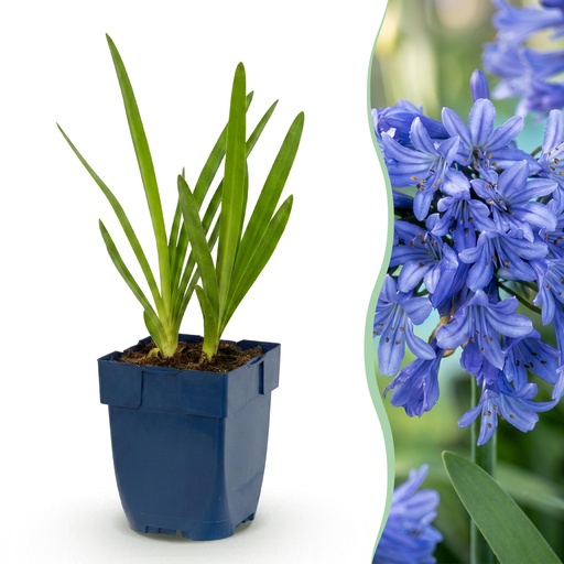 "Perennial - Agapanthus africanus - African Lily - Bee and Butterfly Attractors - Blue - 6 Plants - Pot 11cm - Height 15-25cm image"