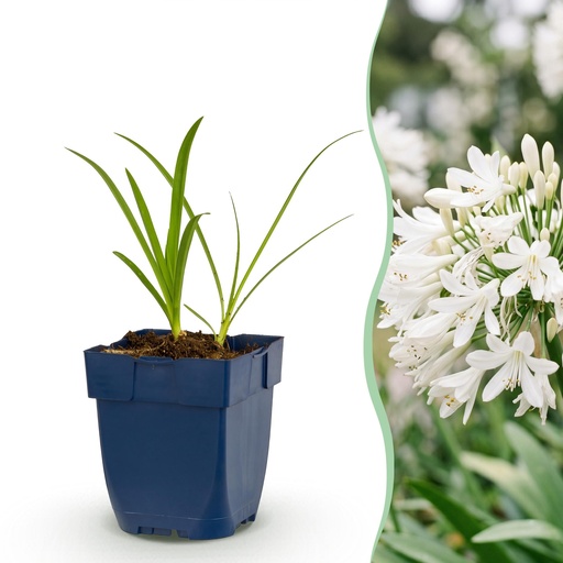 "Perennial - Agapanthus africanus Albus - African Lily - Bee and Butterfly Attractors - White - 6 Plants - Pot 11cm - Height 15-25cm image"