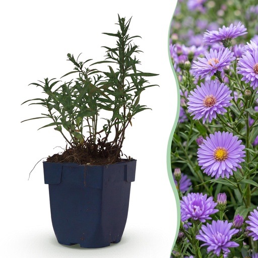 "Perennial - Aster (D) Mittelmeer - Sea Aster - Bee and Butterfly Attractor - Purple - 6 Plants - Pot 11cm - Height 15-25cm image"