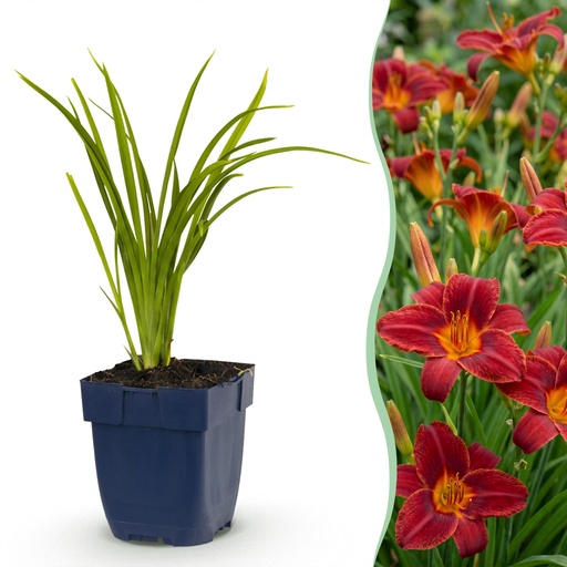 "Perennial - Hemerocallis Autumn Red - Daylily - Bee and Butterfly Attractors - Red - 6 Plants - Pot 11cm - Height 15-25cm image"