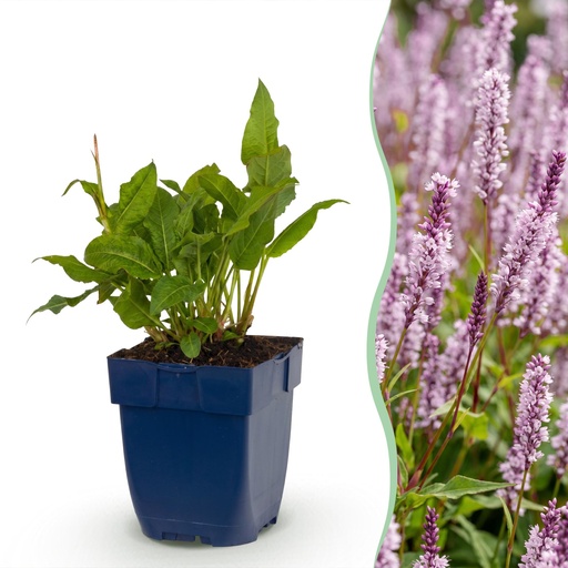 "Perennial - Persicaria ampl. Rosea - Smartweed - Shade - Pink - 6 Plants - Pot 11cm - Height 15-25cm image"