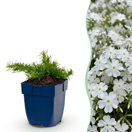"Perennial - Phlox Maischnee - Flame Flower - Ground Cover - White - 6 Plants - Pot 11cm - Height 15-25cm image"