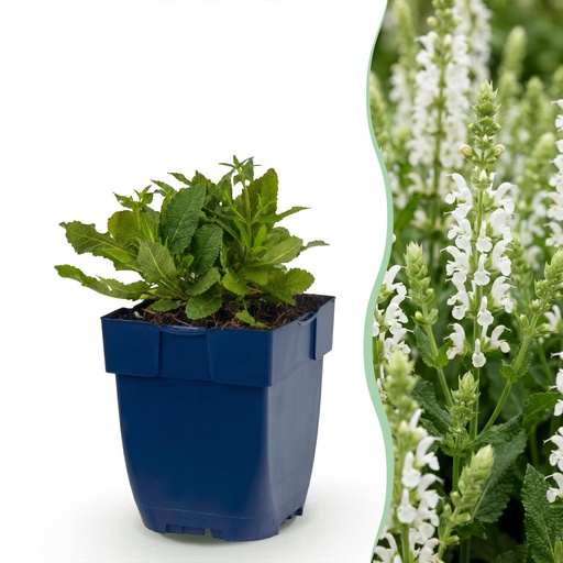 "Perennial - Salvia nem. Schneehügel - Sage - Bee and Butterfly Attractors - White - 6 Plants - Pot 11cm - Height 15-25cm image"