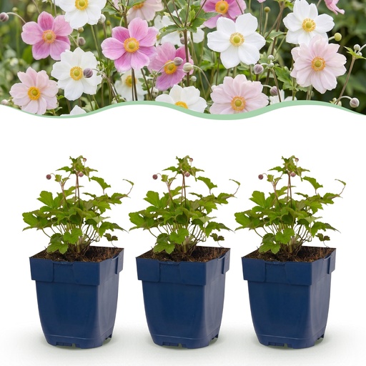 "Perennial - Anemone Tricolour - Autumn Anemone - Shade - Dark Pink - Pink - White - 6 Plants - Pot 11cm - Height 15-25cm image"