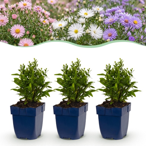 "Perennial - Aster Tricolour - Sea Aster - Bee and Butterfly Attractors - Purple - Pink - White - 6 Plants - Pot 11cm - Height 15-25cm image"