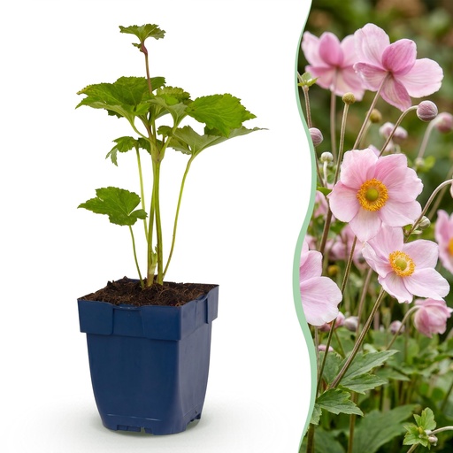"Perennial - Anemone hybr. Kön. Charlotte - Autumn Anemone - Shade - Pink - 12 Plants - Pot 11cm - Height 15-25cm image"