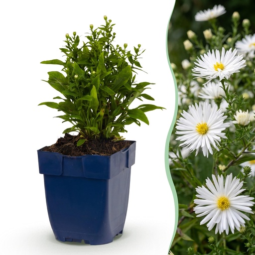"Perennial - Aster (D) Schneekissen - Sea Aster - Bee and Butterfly Attractors - White - 12 Plants - Pot 11cm - Height 15-25cm image"