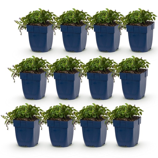 "Perennial - Campanula posch. Stella - Peach Leaf Bellflower - Ground Cover - Purple - 12 Plants - Pot 11cm - Height 15-25cm image"