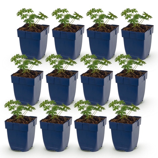 "Perennial - Geranium sang. Album - Cranesbill - Ground Cover - White - 12 Plants - Pot 11cm - Height 15-25cm image"