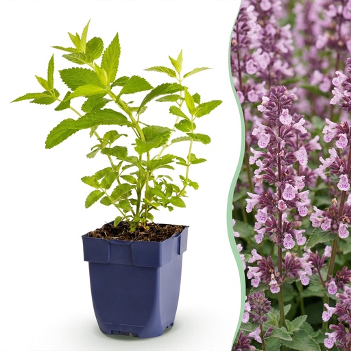 "Perennial - Nepeta sib. Wild Orchid - Catnip - Bee and Butterfly Attractors - Pink - 12 Plants - Pot 11cm - Height 15-25cm image"