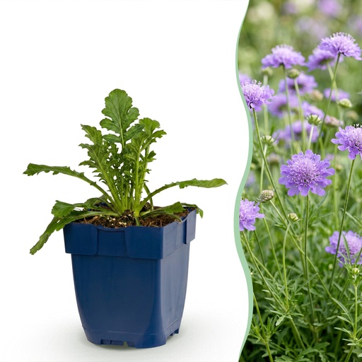 "Perennial - Scabiosa col. Butterfly Blue - Pigeon Flower - Bee and Butterfly Attractors - Purple - 12 Plants - Pot 11cm - Height 15-25cm image"