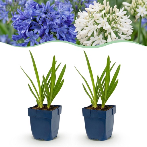 "Perennial - Agapanthus Duo - African Lily - Bee and Butterfly Attractors - Blue - White - 12 Plants - Pot 11cm - Height 15-25cm image"