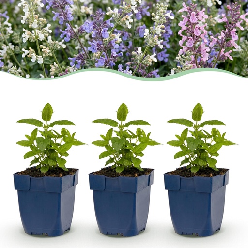 "Perennial Plant - Nepeta Tricolour - Catnip - Bee and butterfly attractors - Purple - Pink - White - 12 Plants - Pot 11cm - Height 15-25cm image"